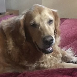 Meet your Posher, Amy lou